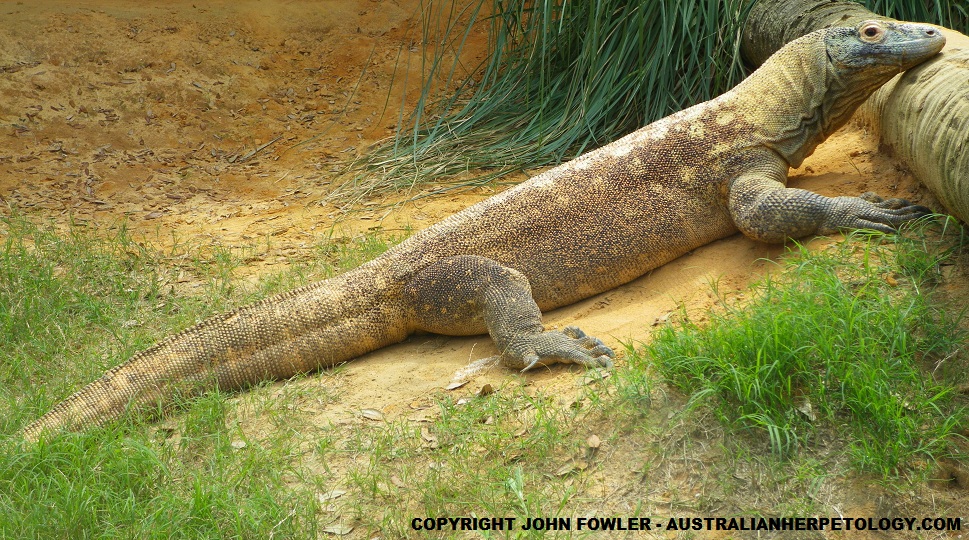 Komodo Dragon Varanus komodoensis Australian Herpetology Website (Reptiles and Amphibians) - REPTILE SPECIES OF THE WORLD  